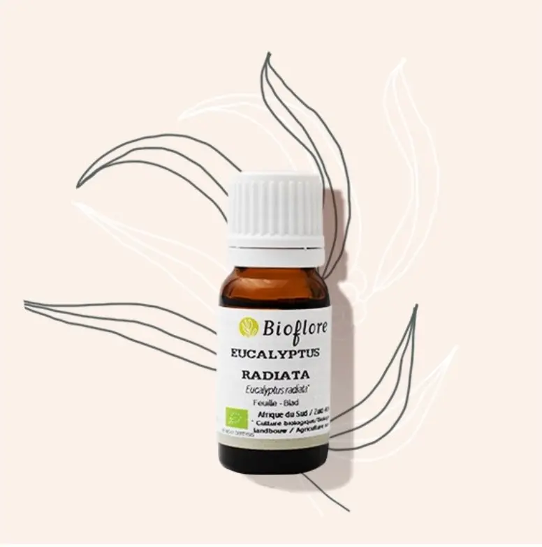 Huile essentielle d’Eucalyptus radié bio – 10 ml